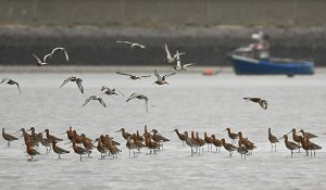 Waders in the Thames Estuary