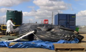 The dead whale at the PLA's operational base in Gravesend