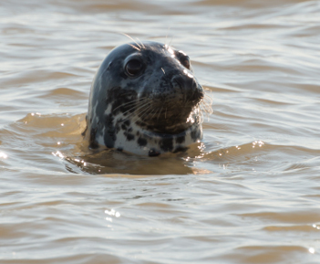 Canary Wharf is London’s seal watching hotspot 