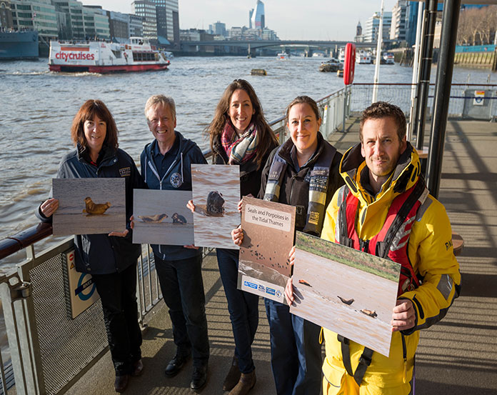 New advice on marine mammals in the Thames